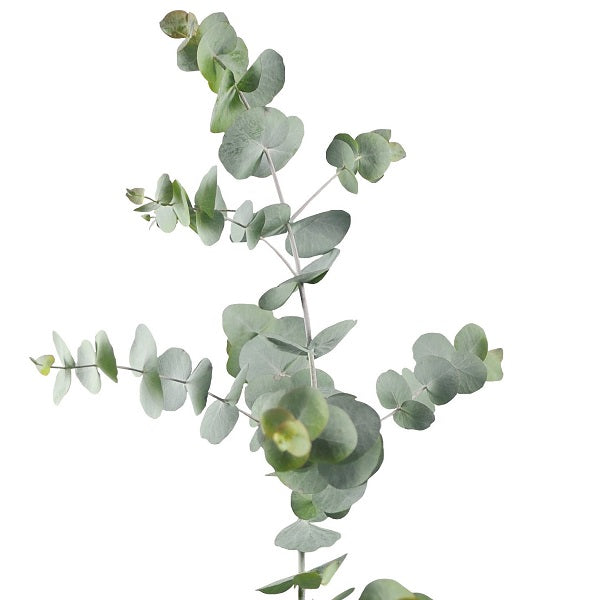 EUCALYPTUS BABY BLUE