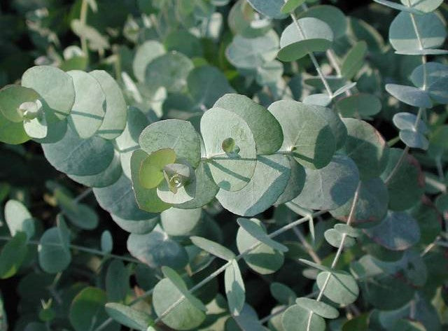 EUCALYPTUS SILVER DOLLAR