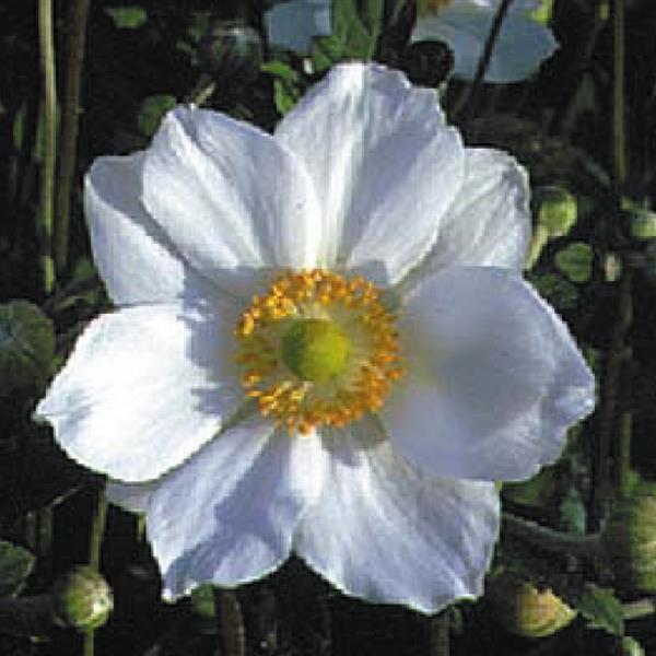 JAPANESE ANEMONE HONORINE JOBERT