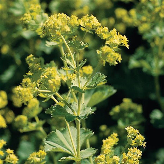 LADY’S MANTLE THRILLER™