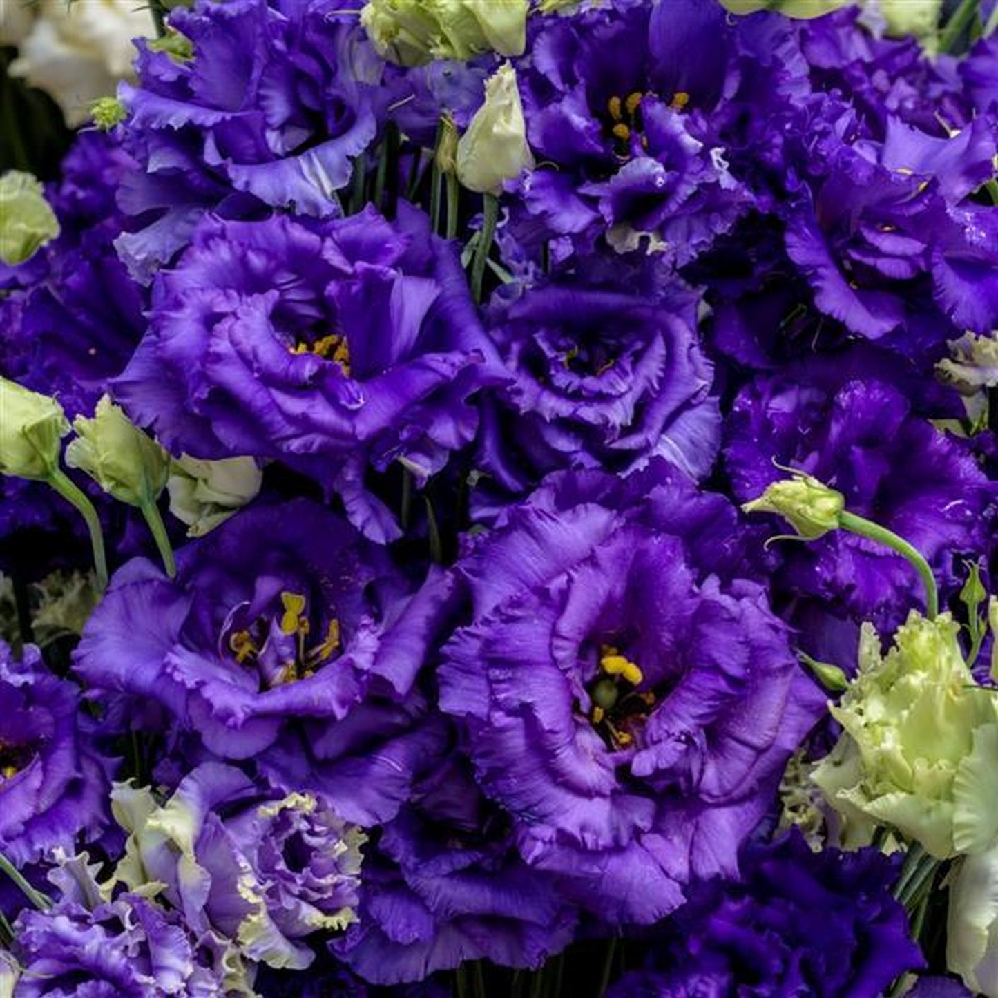 LISIANTHUS VOYAGE