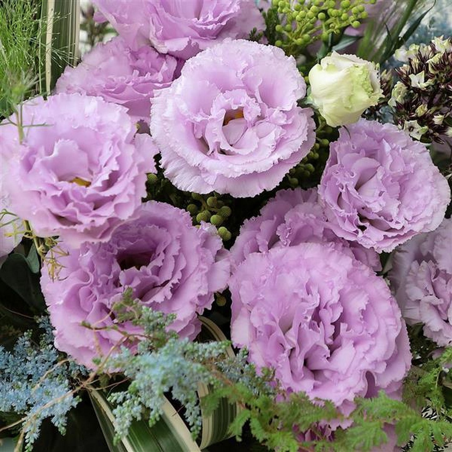 LISIANTHUS VOYAGE