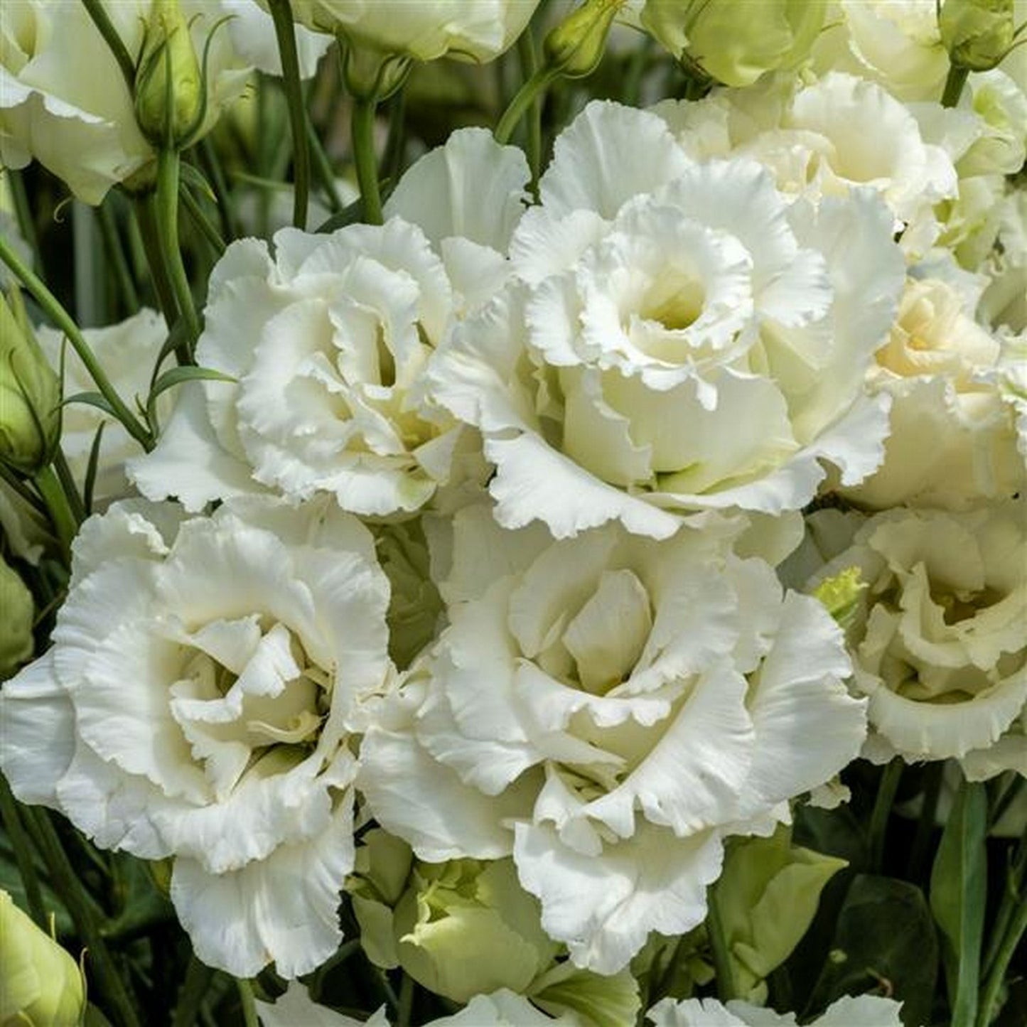 LISIANTHUS VOYAGE