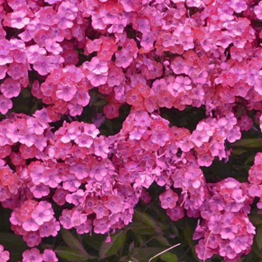 PHLOX GARDEN GIRLS™ GLAMOUR GIRL