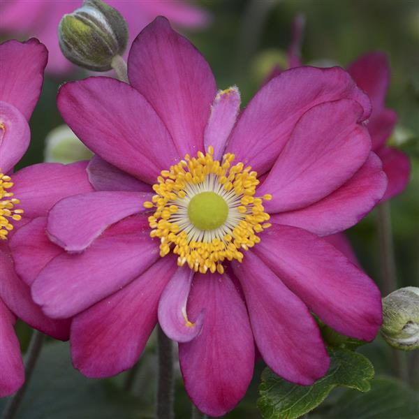 JAPANESE ANEMONE PAMINA