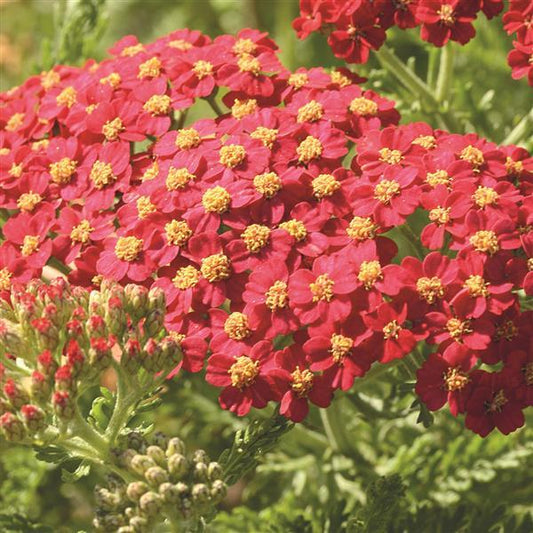 YARROW PAPRIKA