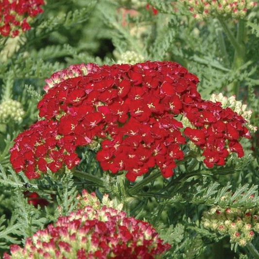 YARROW TUTTI FRUTTI POMEGRANATE
