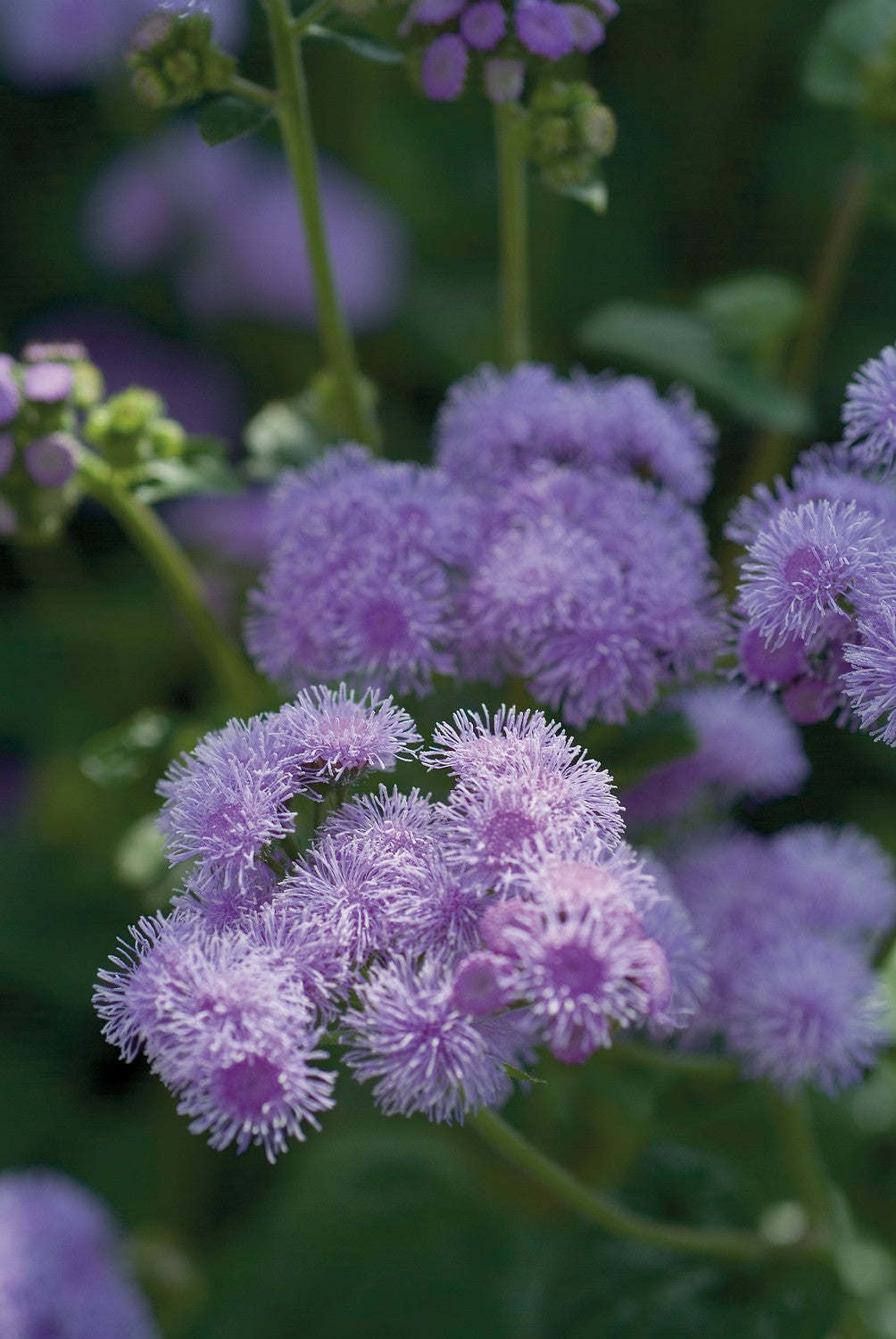 AGERATUM BLUE HORIZON