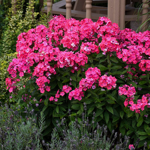 PHLOX GARDEN GIRLS™ GLAMOUR GIRL